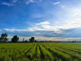 Fototapeta na wymiar A beautiful landscape of paddy field in vivid color of green from the crops and blue and white from the sky with glowing sunlight