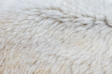 Close-up of a polarbear