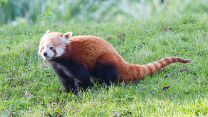 The Red Panda, Firefox or Lesser Panda