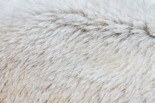 Close-up of a polarbear