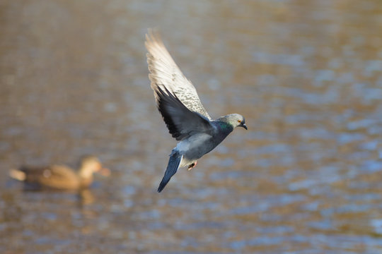 dove flying over water