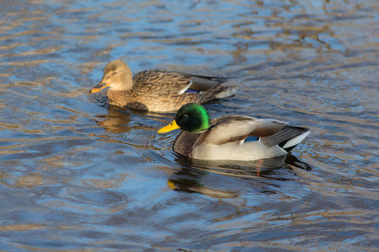 two ducks in the water