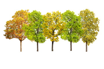 autumn tree group isolated collection on white background