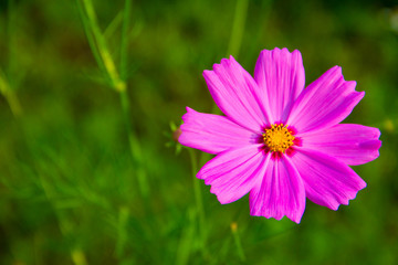 Obraz premium Flower