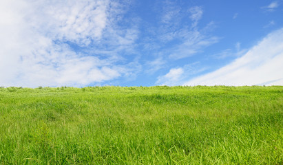 Fototapeta na wymiar Green field and blue sky with light clouds 