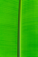 banana leaf backlit sun light