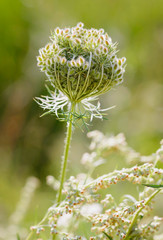 Daucus Carota Flower