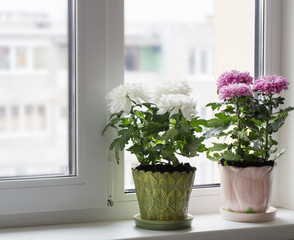 chrysanthemum in pot on window sill