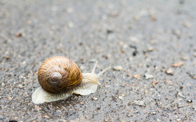Snail crawling on the wet asphalt