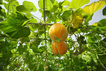 fresh  pumpkin in a modern agricultural garden