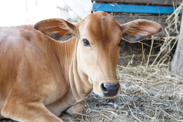 Beautiful little calf