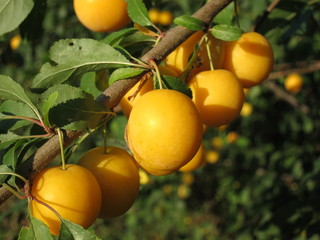 Yellow mirabelle plum fruit on a branch