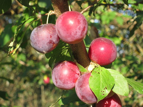 Red mirabelle plum fruit on tree branch