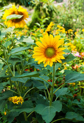 Obraz premium sunflowers in the garden
