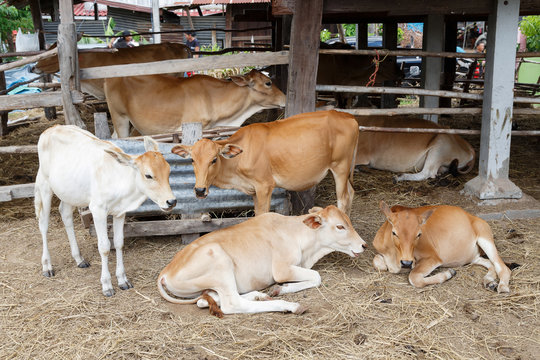 Beautiful grop little calf