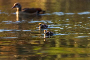 Nielganskücken in Kenia