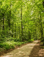 Obraz premium Wald Weg Bäume Blattwerk Grün