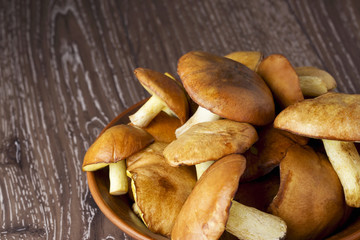 the edible mushrooms