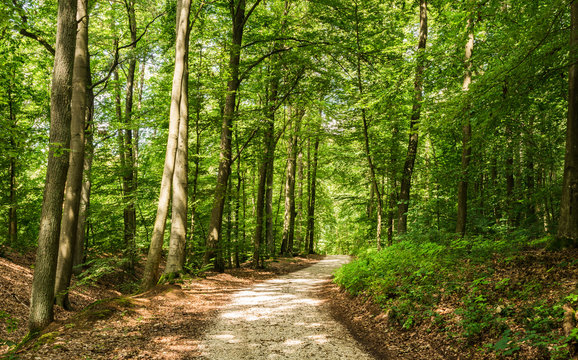 Fototapeta Waldweg im Sommer