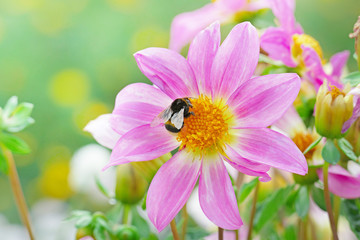 Fototapeta premium Large black bumble bee collects nectar on a dahlia.