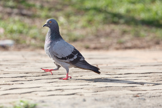 Pigeon walking at the park