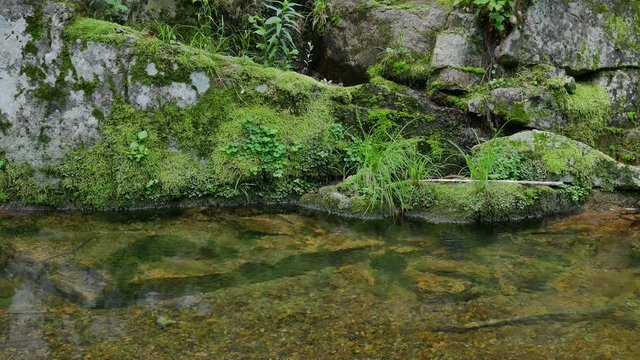 Crystal clear waters of the forest creek in UHD