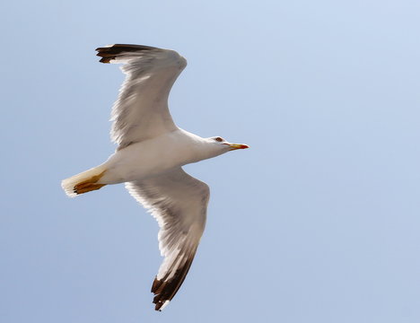 seagull in blue sky