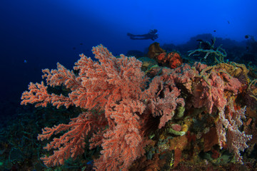 Fototapeta na wymiar Scuba dive coral reef underwater in ocean