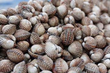 fresh cockles background