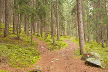 A single alpine path splits in two different directions. It's an