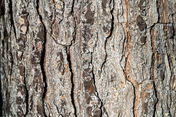 Bark texture of pine or Neapolitan Mediterranean pine