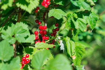 Bright red currant on the branch