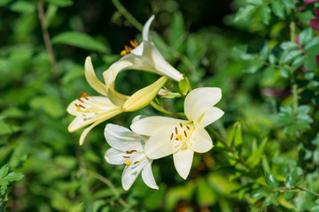 White beautiful lily flowers