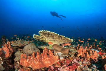 Scuba dive coral reef underwater in ocean