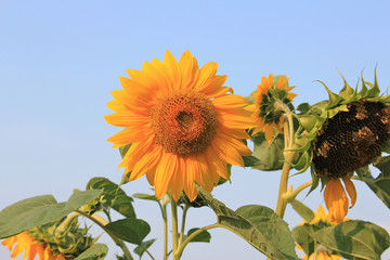 sunflowers