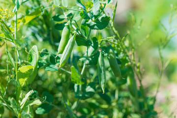 Fototapeta na wymiar Pea plant growing in the garden
