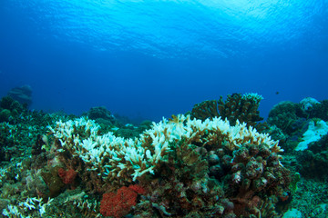 Coral bleaching. Dead coral because climate change, global warming, rising sea temperatures, pollution.