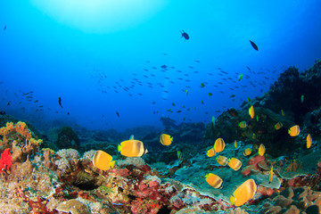Naklejka na ściany i meble Scuba dive. Coral reef underwater and female scuba diver