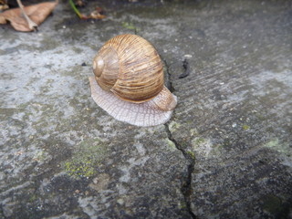 snail with a shell on a grey tile