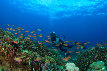 Scuba dive. Coral reef underwater and female scuba diver