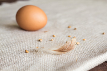 Chicken egg with feathers on a linen napkin