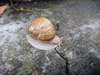 snail with a shell on a grey tile