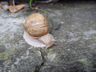 snail with a shell on a grey tile