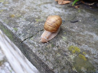 snail with a shell on a grey tile