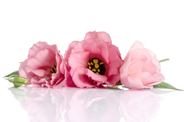 Beautiful pink eustoma flowers isolated on white background