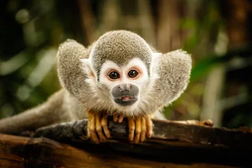 Fotobehang Aap Eekhoornaap in de jungle van Ecuador