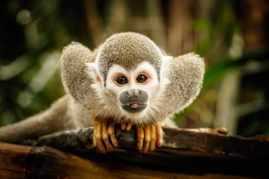 Squirrel monkey in ecuadorian jungle
