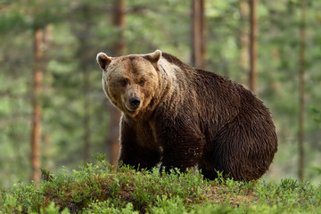 Plakat brown bear with forest background