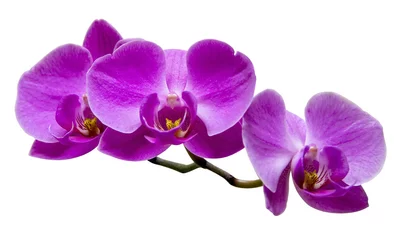 Abwaschbare Fototapete Purple orchid on white © alexytrener