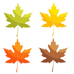 Set of color vector maple leaf on a white background. Autumn lea